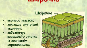 Фотосинтез. Дихання. Листок