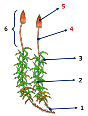 0900vl8d-e4b7-301x399.png