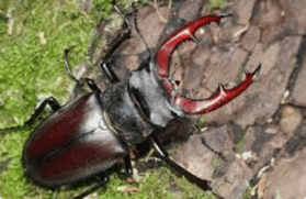 0900vx0o-e8bb-279x181.png