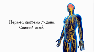 Нервова система людини. Спинний мозок.