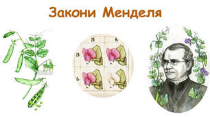 Закони Менделя