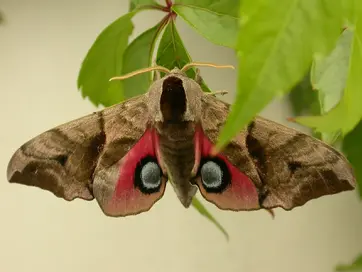 Бражник очкастий - факти, дієта, ареал і фотографії на Animalia.bio