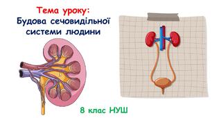 Презентація з біології: Будова сечовидільної системи людини. 8 клас НУШ