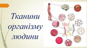 Тканини, органи, системи органів організму людини. Регуляторні системи (підготовка до НМТ)