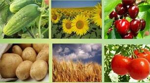 Культурні рослини