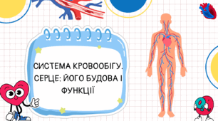 Система кровообігу. Серце: його будова і функції