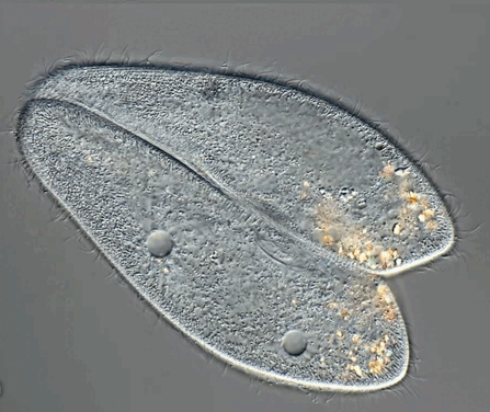 0900wnr3-f39e-447x376.png