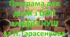 Адаптована програма (індивідуальний навчальний план) для дітей ООП з алгебра для 8 класу НУШ за модельною Н.А. Тарасенкова та інші