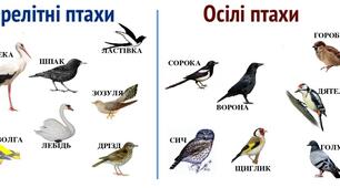 Дидактична гра "Перелітні та зимуючі птахи".