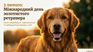 Презентація "3 лютого - Міжнародний день золотистого ретривера"
