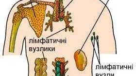 38. Конспект уроку.Лімфатична та імунна системи людини.