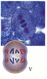 0900wzbs-6e27-94x157.png