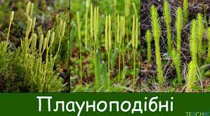 Плауноподібні та Хвощеподібні
