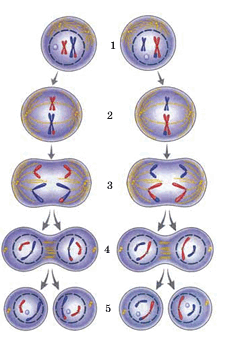0900x08h-bc1d-230x351.png