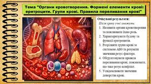 Органи кровотворення. Формені елементи крові еритроцити. Групи крові. Правила переливання крові. Біологія. 8 клас (НУШ). До підручника Балан П., Козленко О. та ін.