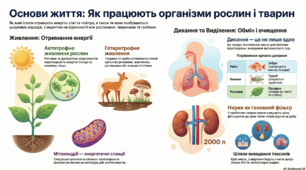 інфографіка "Процеси життєдіяльності тварин і рослин"