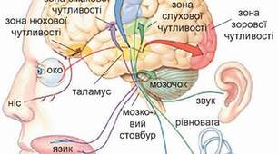 49. Конспект уроку  Тема: Характеристика сенсорних систем (аналізаторів). Рецептори та їхні типи.