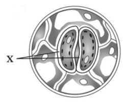 0900xgyv-504d-251x202.png