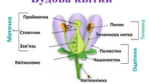 5 пп органи квітки ГР3