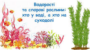 5 пп спорові рослини та водорості ГР1