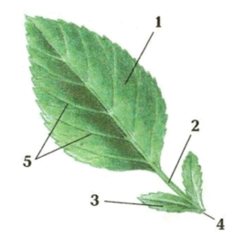 0900xhfe-5012-344x350.png