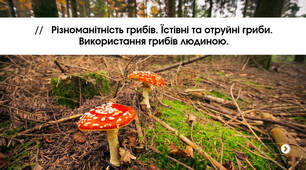 Презентація «Різноманітність грибів. Їстівні та отруйні гриби. Використання грибів людиною»