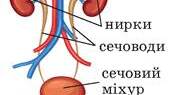 Видільна система людини