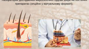 Лабораторне дослідження мікроскопічної будови шкіри на постійних препаратах (опційно у віртуальному форматі).  