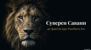 Леви