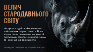 Носороги