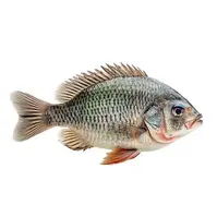 Free Fish PNG Images With Transparent Background