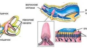 53.Конспект уроку. Сенсорні системи рівноваги, руху, дотику, температури, болю