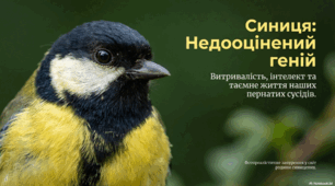 Презентації "Синиці"