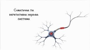 Соматична та вегетативна нервова система.