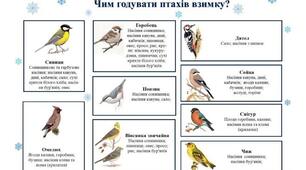 Зимова підгодівля птахів