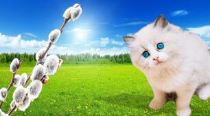 Котики (За Ю. Ярмишем)