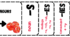 plural interactive