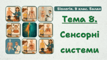 Тема 8. Сенсорні системи 