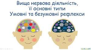 56.Рефлекси. Навчання і пам’ять.