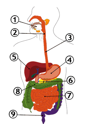 0900ysfp-f405-300x430.png