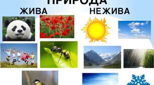 Конспект підсумкового заняття з ознайомлення з природним довкіллям для дітей старшого дошкільного віку на тему "Жива і нежива природа"