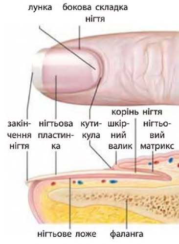 0900yzck-d106-366x499.jpg