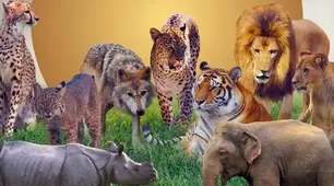 Wild animals