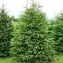0900z8we-b800-98x98.webp