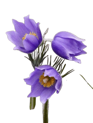 0900za27-b089-320x426.png