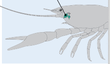 0900za8o-0530-227x133.png