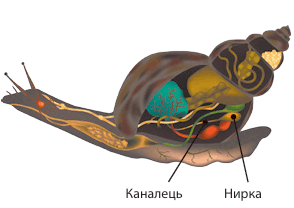 0900zabu-795a-294x208.png