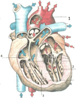 0900zapa-7770-148x192.png