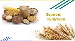Зернові культури. Загальна характеристика