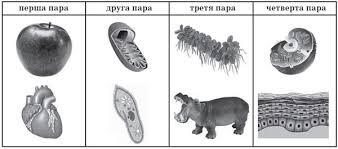 Біологія як наука про живе – тести ЗНО/НМТ – завдання з біології – сайт ЗНО .Освіта.UA